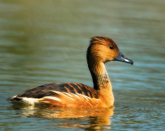 Fulvous Whistling Duck