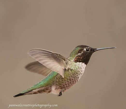 Black-chinned Hummingbird