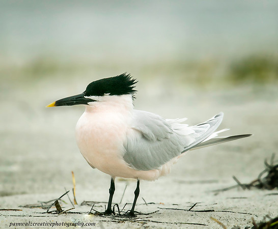 Sandwich Tern