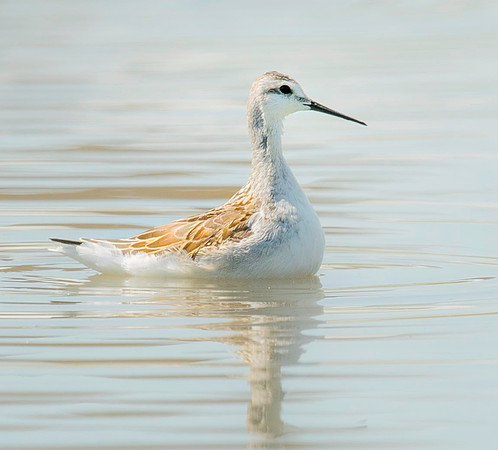 Wilson's Phalarope