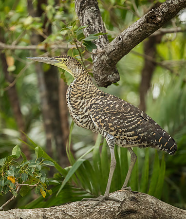 Tiger Heron