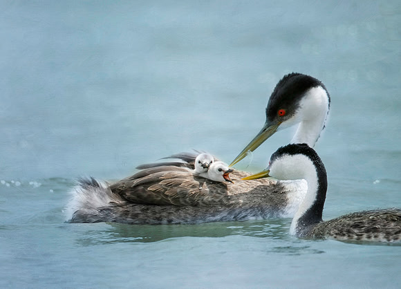 Western grebe