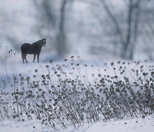 Winter Scene