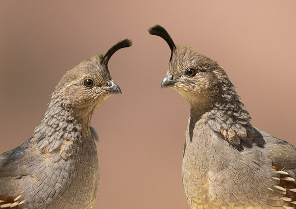 Gambel's Quail