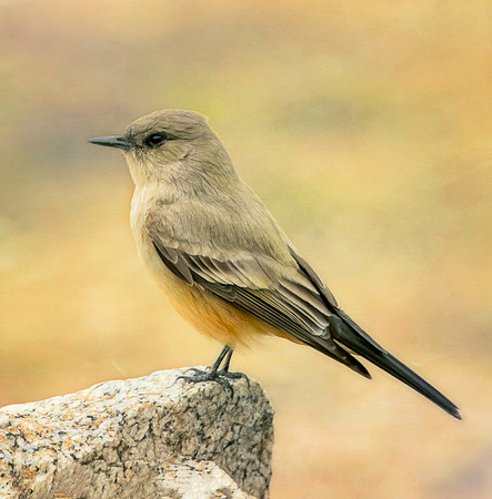 Say's Phoebe