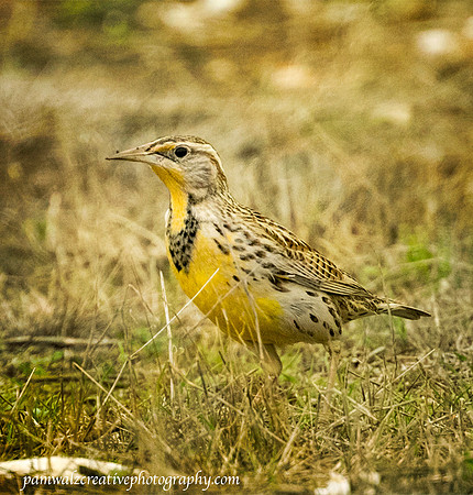 Western Meadow Lark