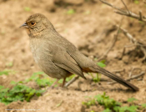 California Towhee
