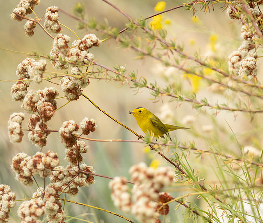 Wilson's Warbler