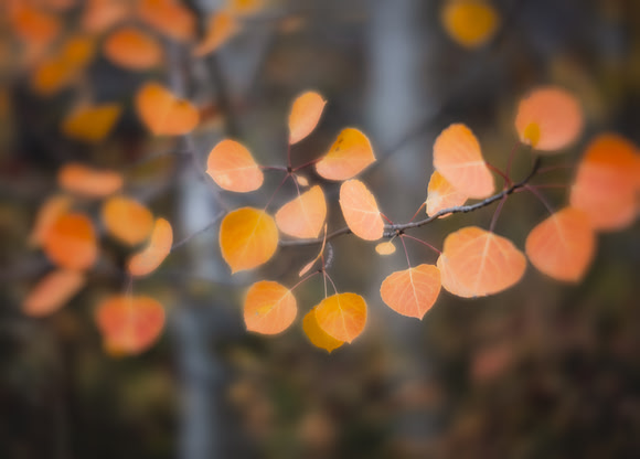Aspen Leaves
