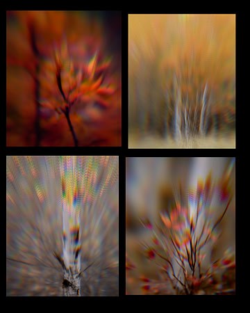 Autumn Blur