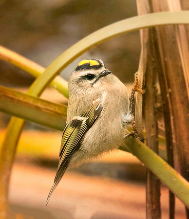 Golden-crowned Kinglet