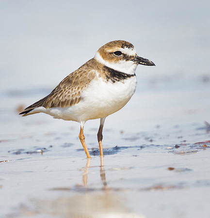 Wolson's Plover