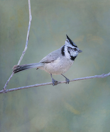 Bridled Titmouse