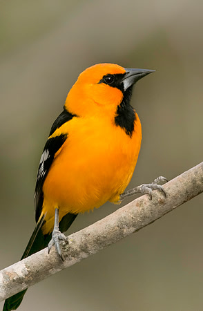Altamira Oriole