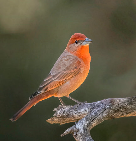 Hepatic Tanager