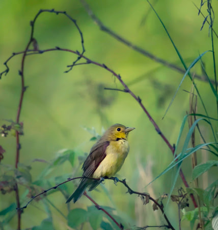 Female Scarlet Tanager
