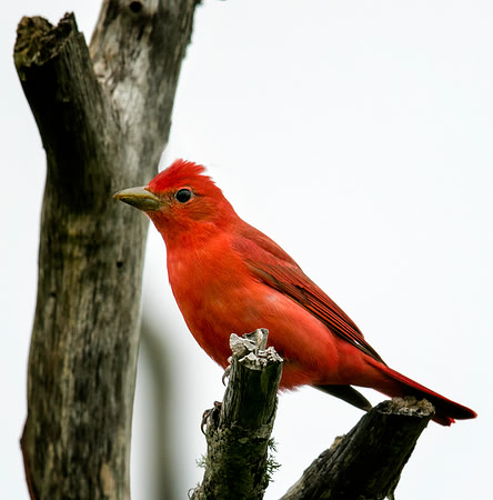 Summer Tanager