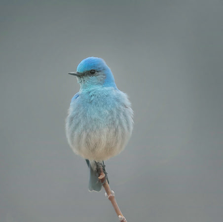 Mountain Bluebird