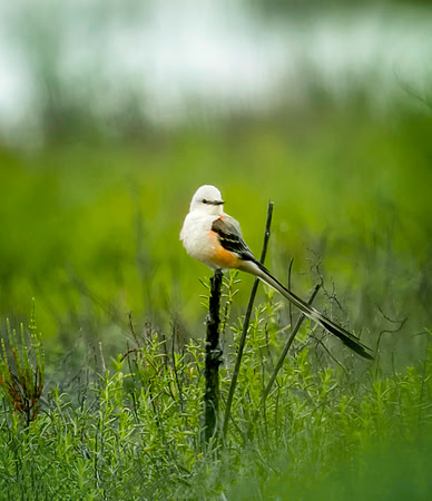 Scissor tailed flycatcher