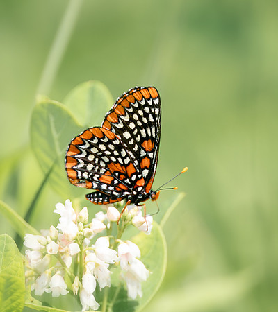 Baltimore Checkerspot