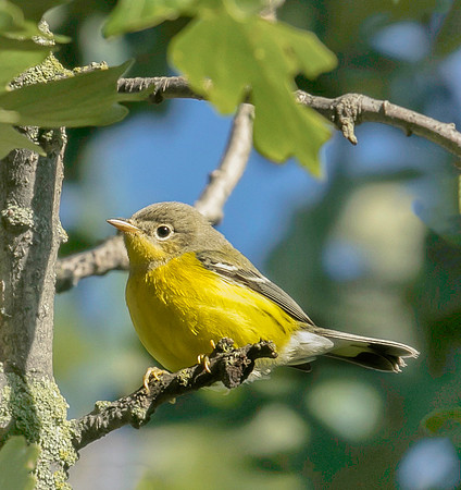 Immature Magnolia Warbler