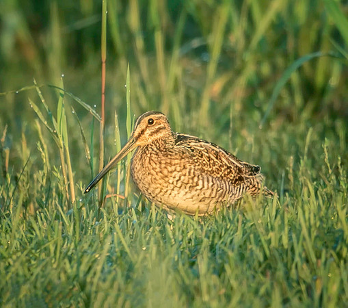 Wilson's Snipe