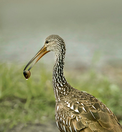 Limpkin