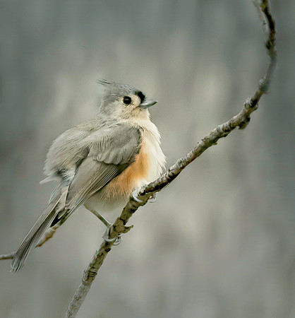 Tufted Titmouse
