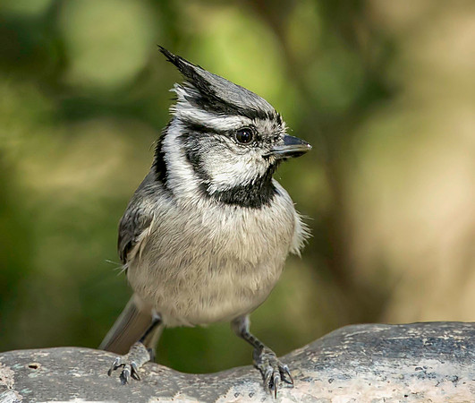 Bridled Titmouse