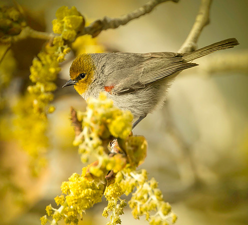 Verdin