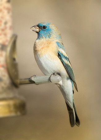 Lazuli Bunting