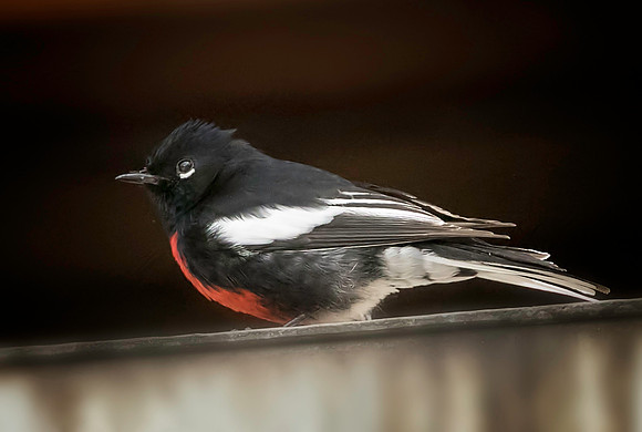 Painted Redstart