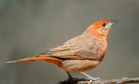 Hepatc Tanager