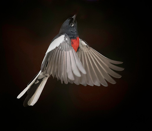 Painted Redstart