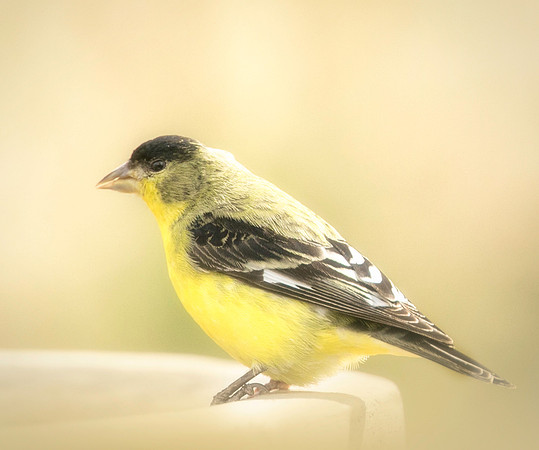 Lesser Goldfinch