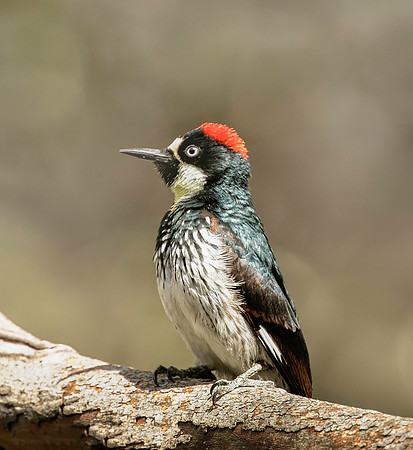 Acorn Woodpecker