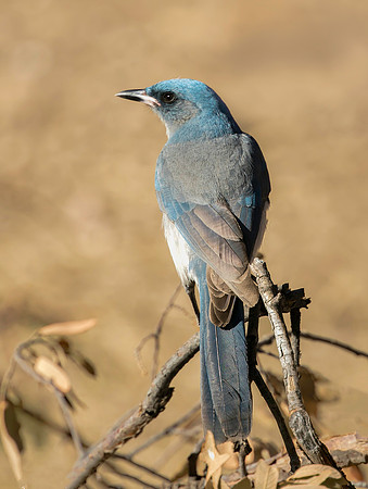 Mexican Jay