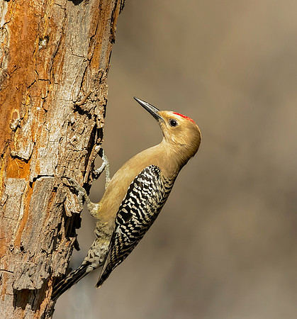 Gila Woodpecker