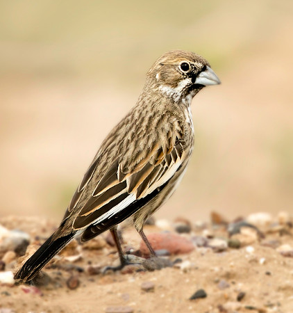 Lark Bunting