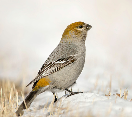 Pine Grosbeak