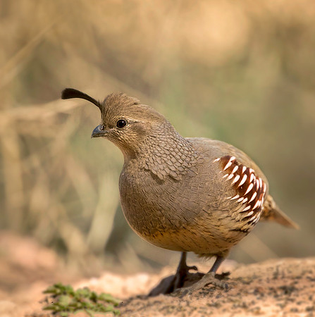 Female Gambels Quail