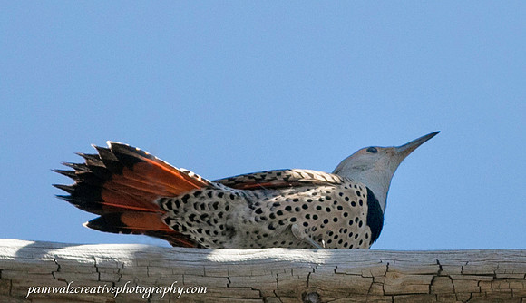 Red Shafted Flicker