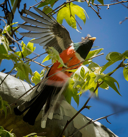 Elegant Trogon