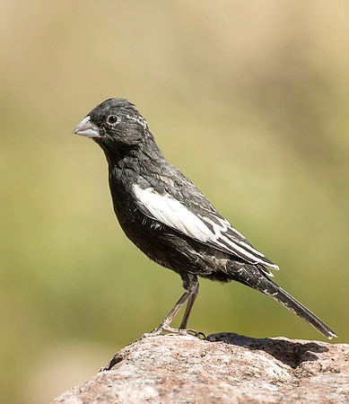 Male Lark Bunting