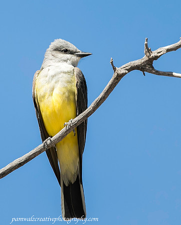 Western Kingbird
