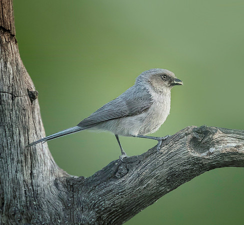 Bushtit