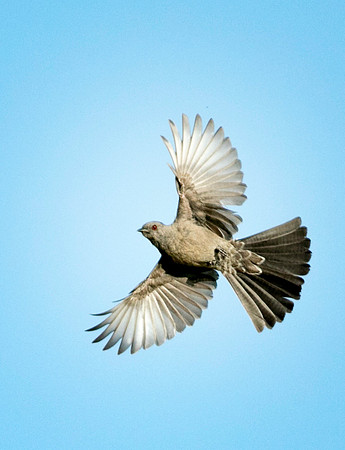 Female Phainopepla