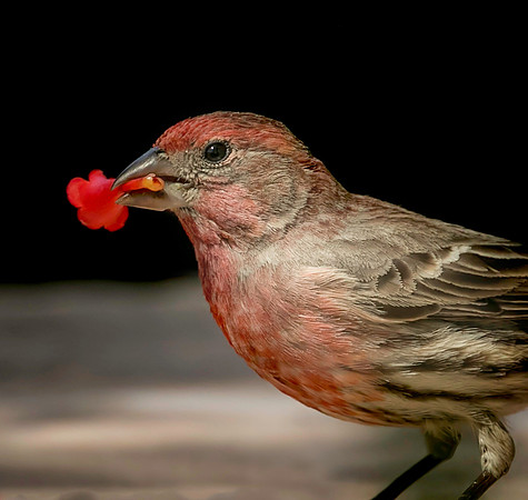House Finch