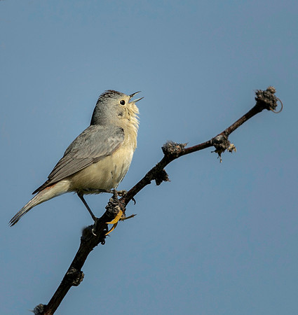 Lucy's Warbler