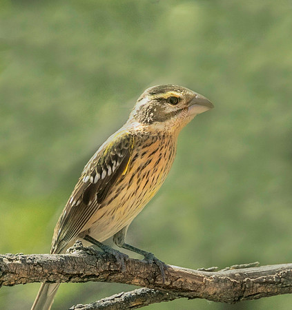 Female Black-headed Grosbeak